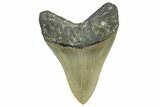 Serrated, Fossil Megalodon Tooth - North Carolina #343414-1